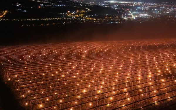 Cum salvează un fermier din Cluj cireșii de ger: „40.000 de euro pe foc”