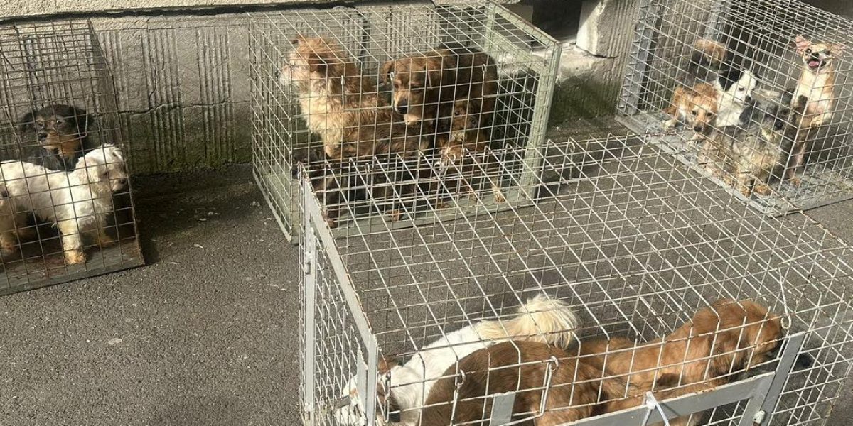 Zeci de câini salvați din infernul unui apartament din București
