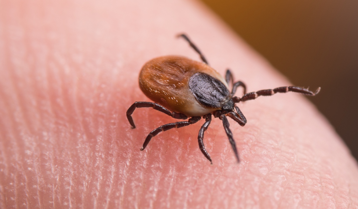 Cercetătorii francezi au descoperit un mecanism esențial prin care căpușele transmit boli periculoase, ceea ce deschide noi perspective în domeniul prevenirii și controlului acestor infecții