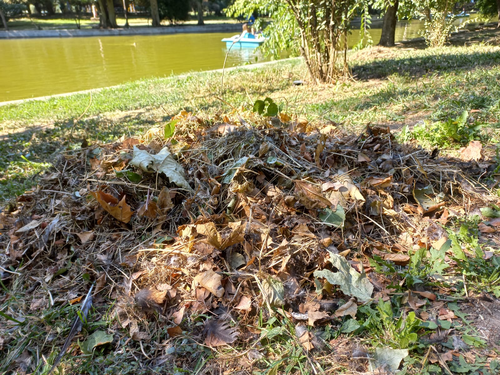 Polițiștii locali au sancționat o clinică stomatologică din București cu o amendă de 70.000 de lei pentru aruncarea de deșeuri medicale în Parcul Cişmigiu, în timpul nopții