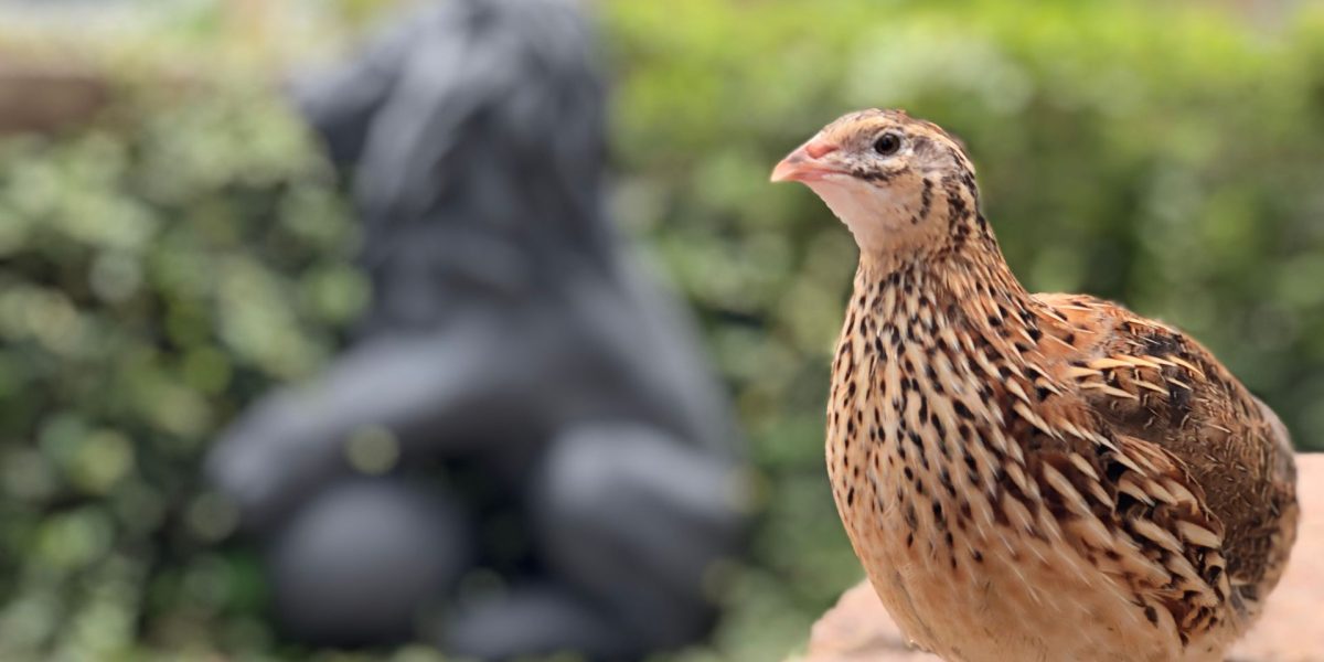 Ce secrete ascund păsările care investesc timp în pui?