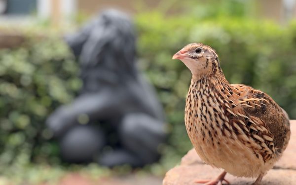 Ce secrete ascund păsările care investesc timp în pui?