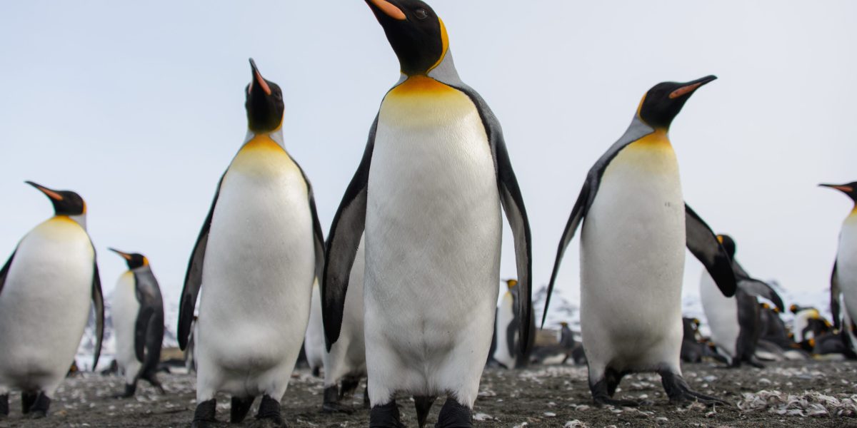 Specia Uriașă de Pinguin, Oficial pe Lista Roșie: Dispariția, Aproape!