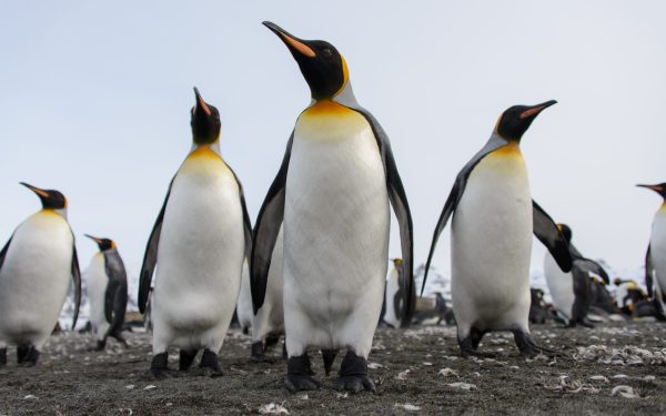 Specia Uriașă de Pinguin, Oficial pe Lista Roșie: Dispariția, Aproape!