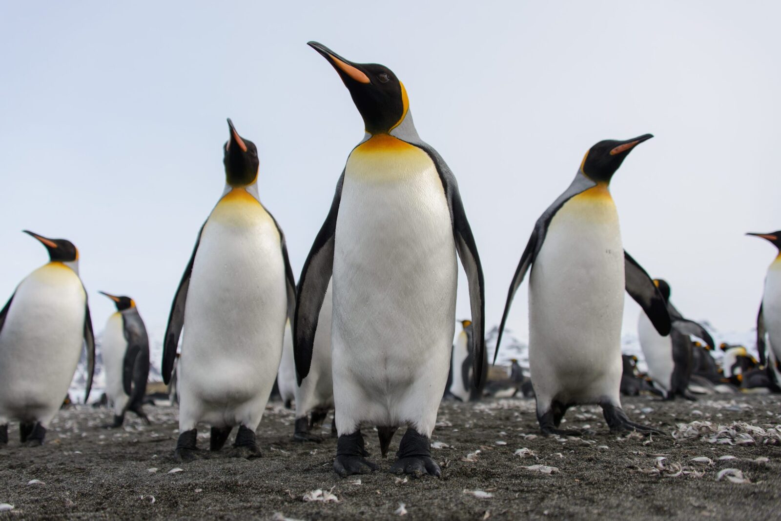 Specia Uriașă de Pinguin, Oficial pe Lista Roșie: Dispariția, Aproape!