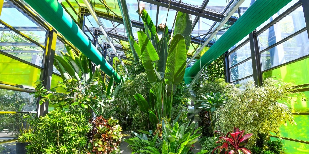 Serele exotice din Parcul Drumul Taberei își modifică programul de vizitare pentru perioada sărbătorilor pascale, oferind bucureștenilor ocazia de a admira plantele rare într-un cadru special