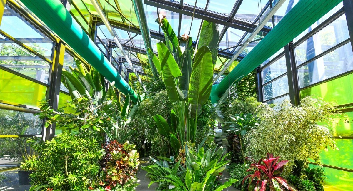 Serele exotice din Parcul Drumul Taberei își modifică programul de vizitare pentru perioada sărbătorilor pascale, oferind bucureștenilor ocazia de a admira plantele rare într-un cadru special