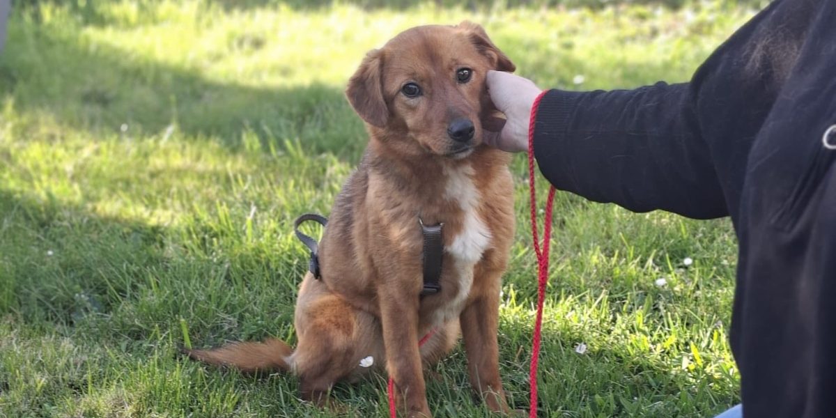 Ilfov: Sterilizări GRATUITE pentru câini. În ce localități beneficiezi