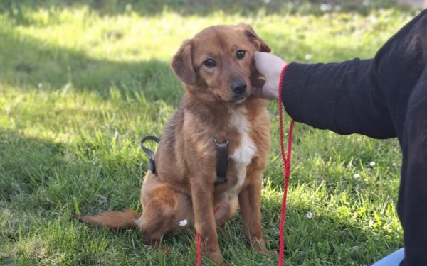 Ilfov: Sterilizări GRATUITE pentru câini. În ce localități beneficiezi