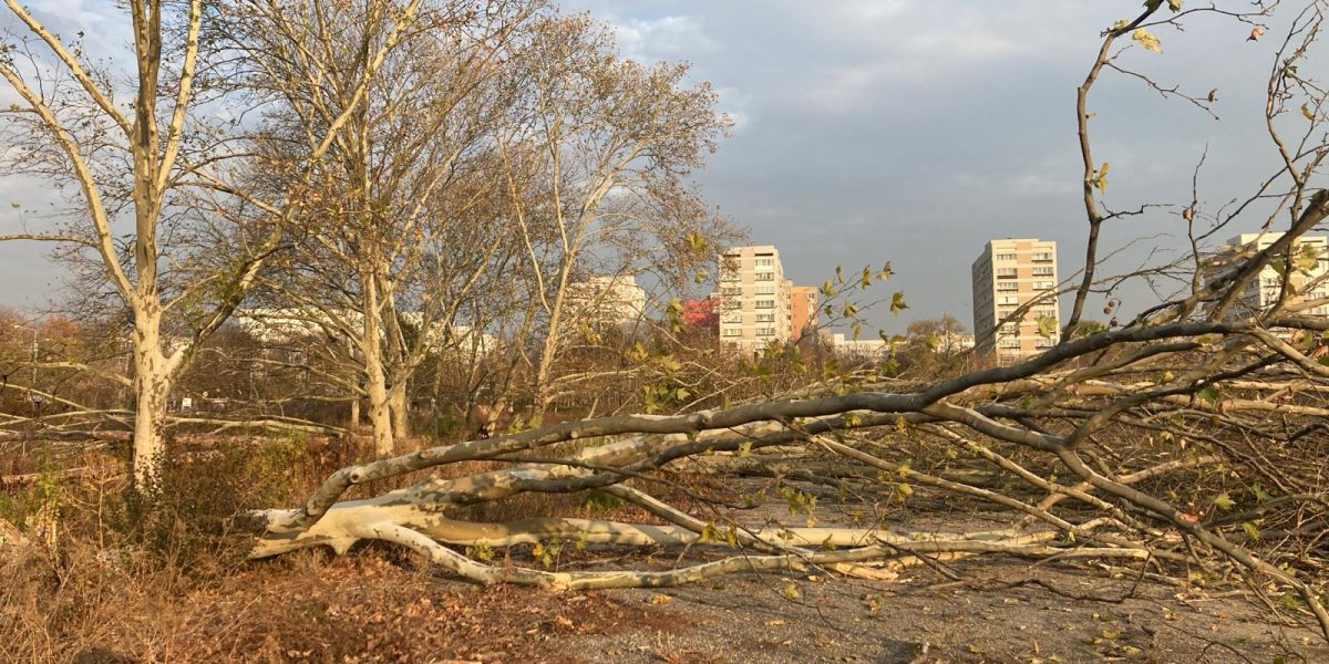 Diana Buzoianu lovește tăierile ilegale: Ordonanța-șoc pentru spațiile verzi