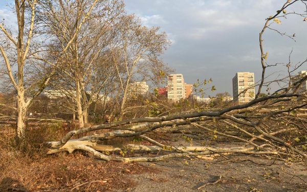 Diana Buzoianu lovește tăierile ilegale: Ordonanța-șoc pentru spațiile verzi