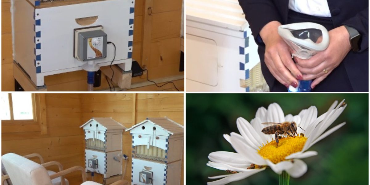 Aerul din stup, secretul vindecării: apiterapia, noua metodă ce cucerește România