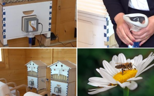 Aerul din stup, secretul vindecării: apiterapia, noua metodă ce cucerește România