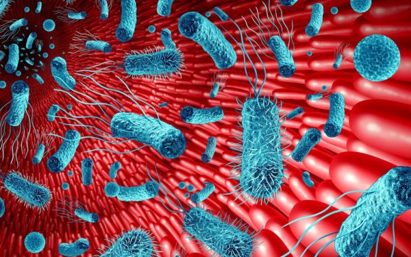 Intestinul, „al doilea creier”? Studiul care arată rolul crucial al microbiomului