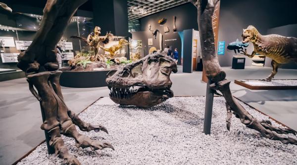 Micutul ou de dinozaur, RECORD GUINNESS: Cea mai mică fosilă din lume