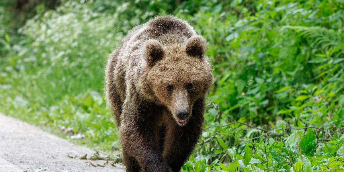 Urs împușcat ilegal la Brașov: Doi bărbați, reținuți după vânătoare cu termoviziune