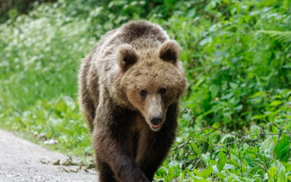 Urs împușcat ilegal la Brașov: Doi bărbați, reținuți după vânătoare cu termoviziune