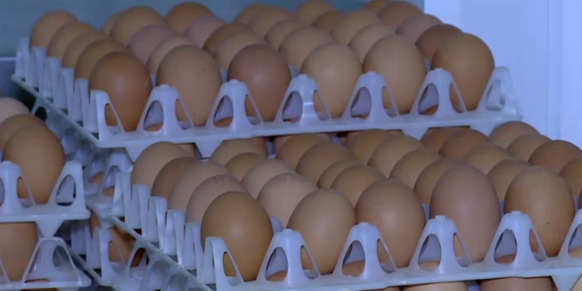 Alertă alimentară: 1,5 milioane de ouă cu Salmonella, retrase-n România