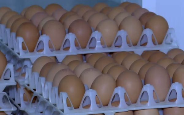 Alertă alimentară: 1,5 milioane de ouă cu Salmonella, retrase-n România