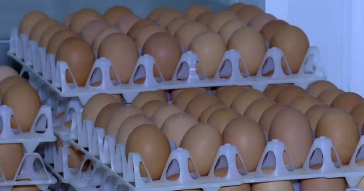 Alertă alimentară: 1,5 milioane de ouă cu Salmonella, retrase-n România