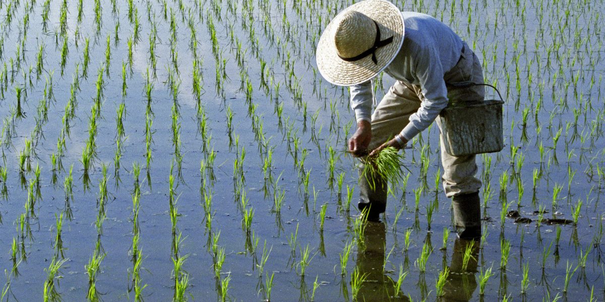 Lipsa combustibilului, efecte dure: Războiul din Iran lovește producția de orez din Asia