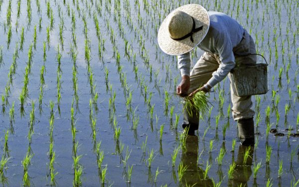 Lipsa combustibilului, efecte dure: Războiul din Iran lovește producția de orez din Asia