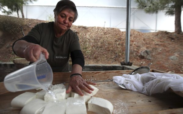 Brânza Halloumi, în criză: fermierii ciprioți, loviți de o epidemie. Soluția, la turci