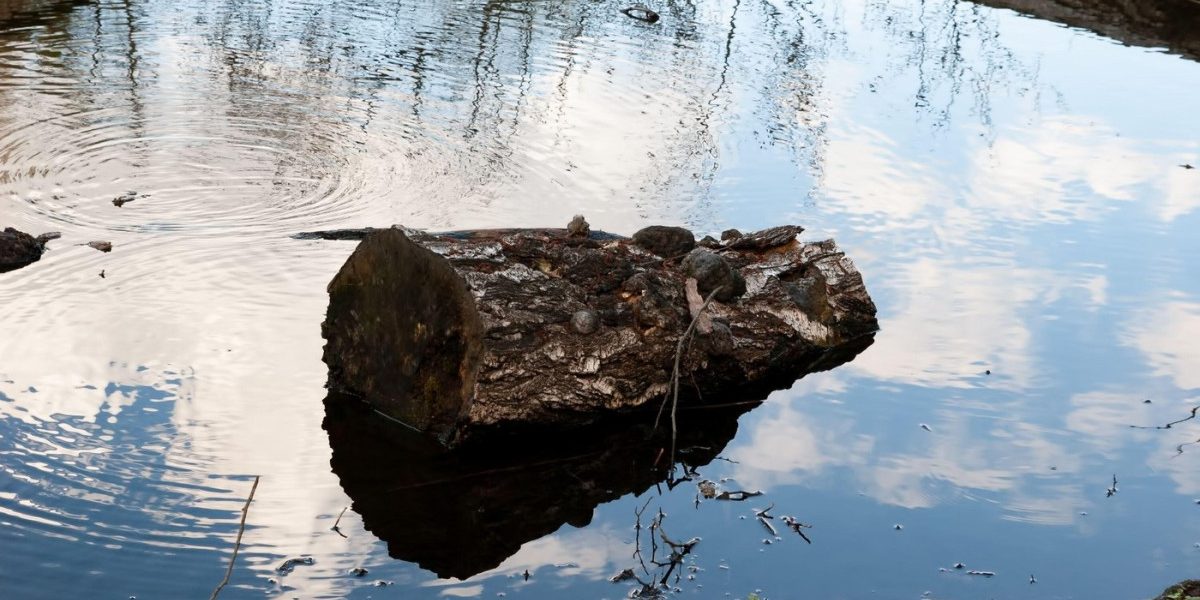 Oamenii preistorici foloseau lemne aduse de apă pentru foc, acum 780.000 de ani