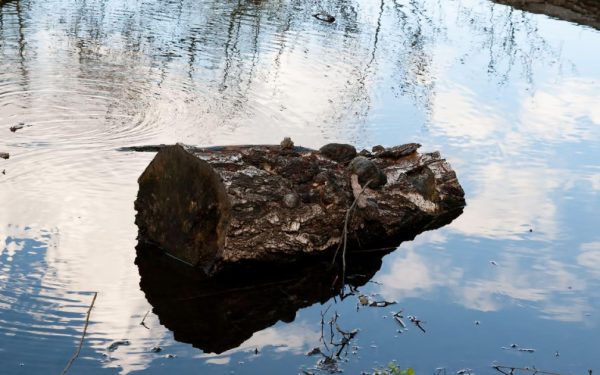 Oamenii preistorici foloseau lemne aduse de apă pentru foc, acum 780.000 de ani