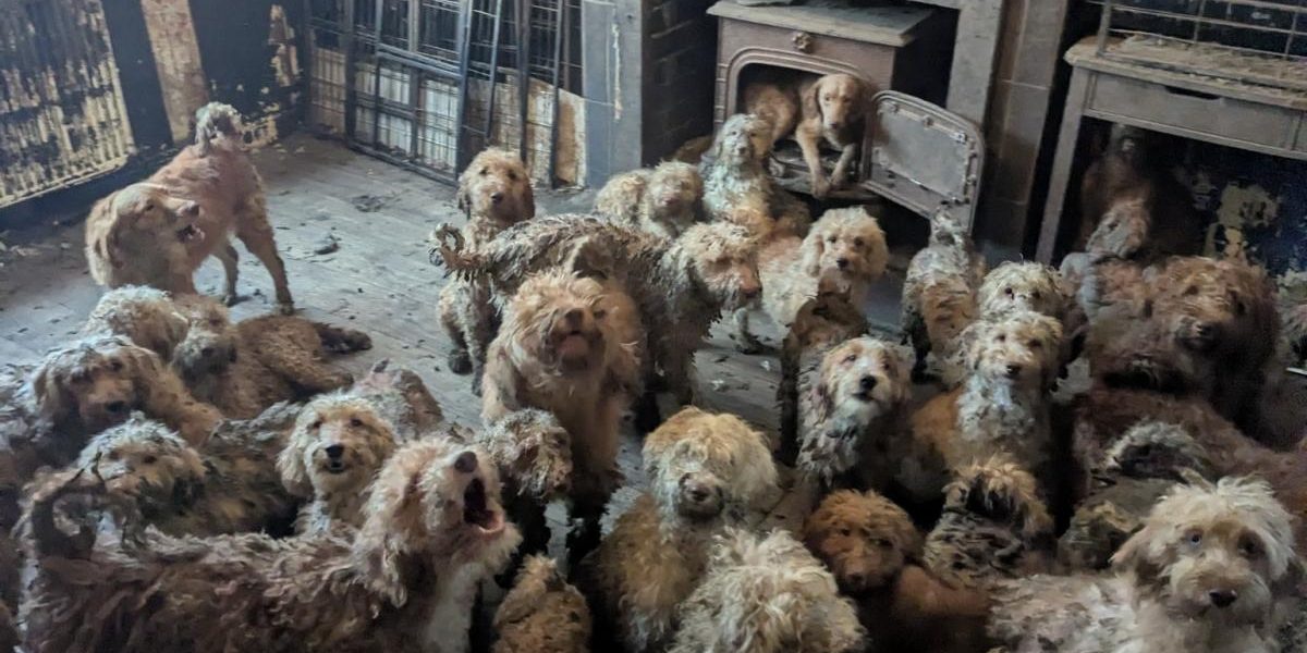 Peste 250 de câini au fost salvați de autorități dintr-o proprietate din Marea Britanie, mulți dintre ei aflându-se într-o stare precară, conform informațiilor primite