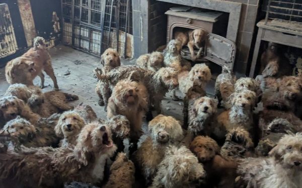 Peste 250 de câini au fost salvați de autorități dintr-o proprietate din Marea Britanie, mulți dintre ei aflându-se într-o stare precară, conform informațiilor primite