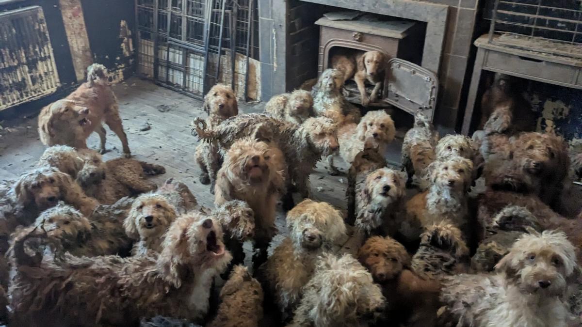 Peste 250 de câini au fost salvați de autorități dintr-o proprietate din Marea Britanie, mulți dintre ei aflându-se într-o stare precară, conform informațiilor primite