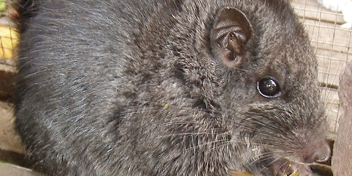 Rozătoare „dispărute” acum 11 milioane de ani, REAPĂRUTE în junglă