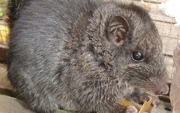 Rozătoare „dispărute” acum 11 milioane de ani, REAPĂRUTE în junglă