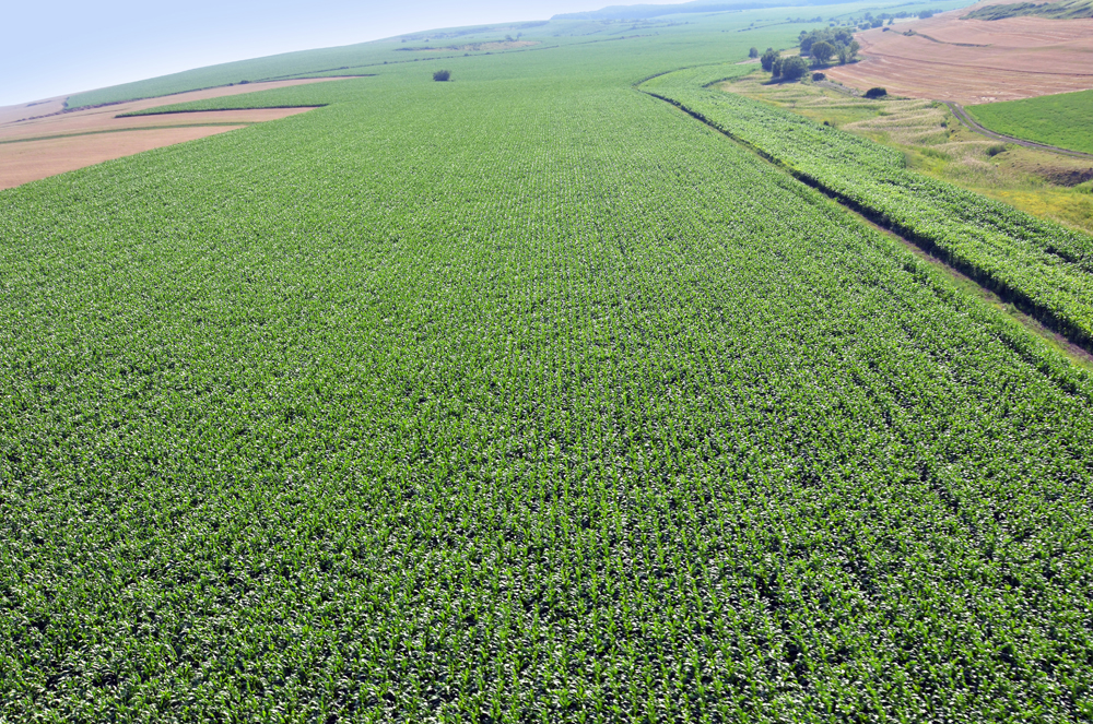 Fermierii români au crescut semnificativ suprafețele însămânțate cu culturi de toamnă în contextul secetei persistente Seceta prelungită din ultimii ani a determinat fermierii români să-și ajusteze strategia de cultivare, punând accent pe culturile de toamnă