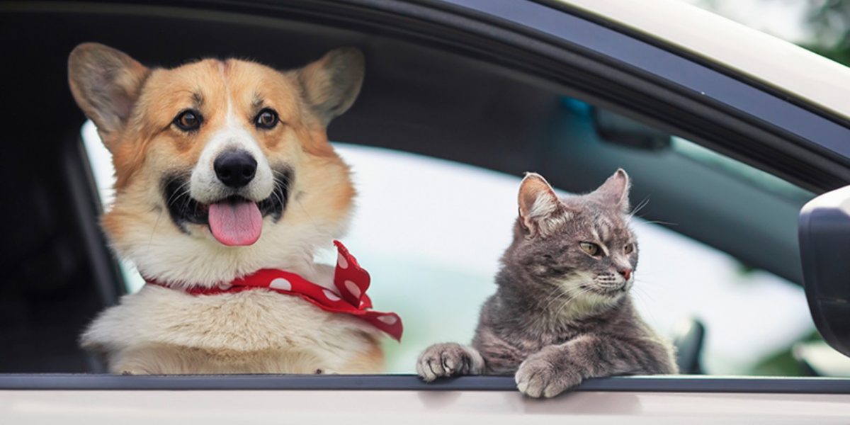 Amenzi USTURĂTOARE pentru șoferii din România: câinele pe scaunul din față, COSTĂ!