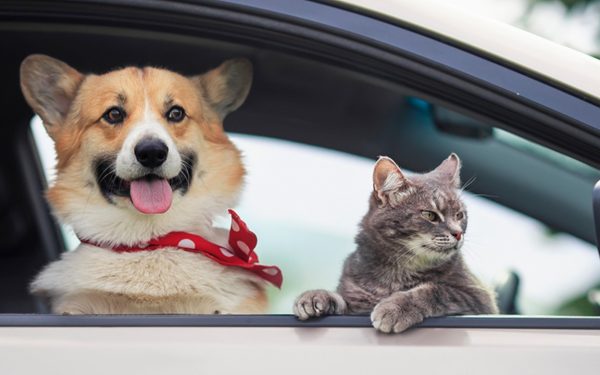 Amenzi USTURĂTOARE pentru șoferii din România: câinele pe scaunul din față, COSTĂ!