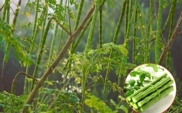 Alternativa NATURALĂ: Soluții fără CHIMICALE, un nou trend în România