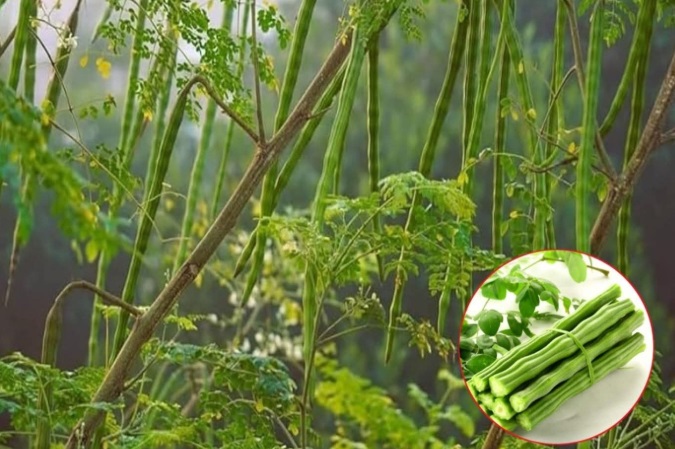 Alternativa NATURALĂ: Soluții fără CHIMICALE, un nou trend în România