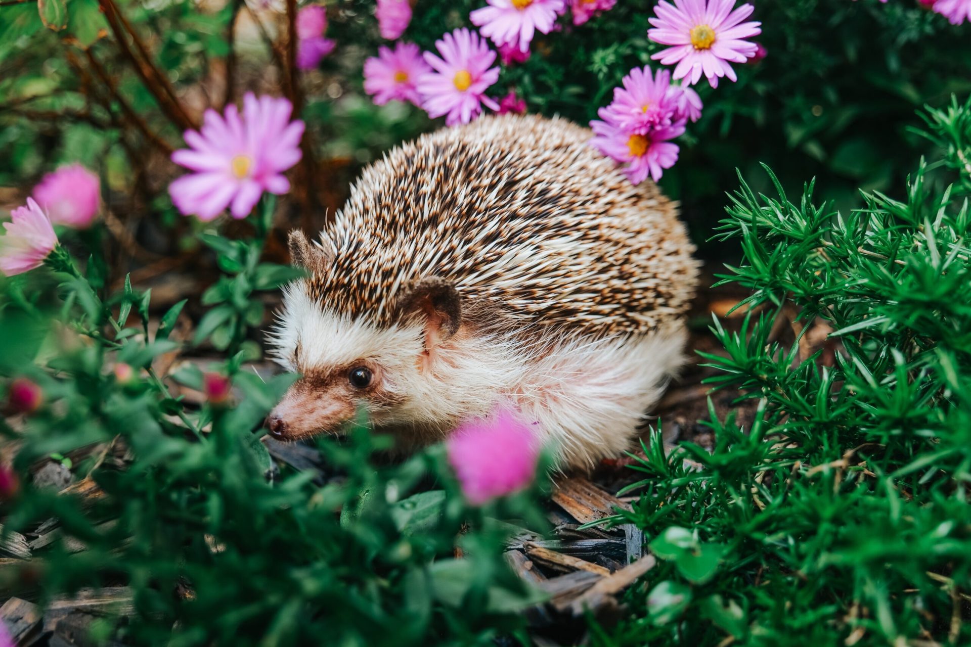 De ce aricii sunt mai importanți decât ne imaginăm? Află de ce!