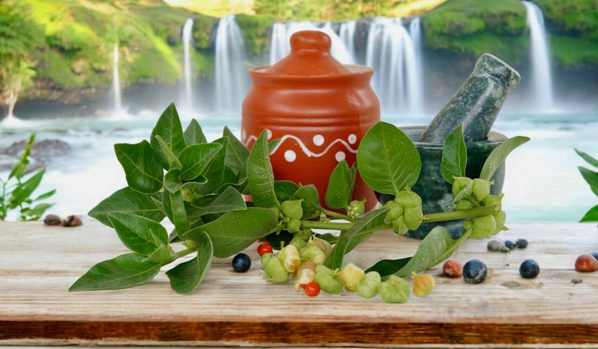 O plantă folosită de secole în medicina ayurvedică, ashwagandha, atrage atenția cercetătorilor și practicienilor din domeniul sănătății din cauza efectelor sale potențiale de reducere a stresului, oboselii și anxietății