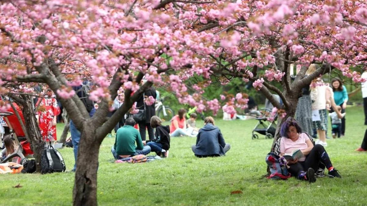 Avem grădina japoneză record în Europa: 85 de cireși în Herăstrău!