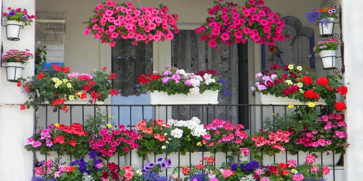 Șapte secrete pentru un balcon floral: Transformă-l în oază de parfum!