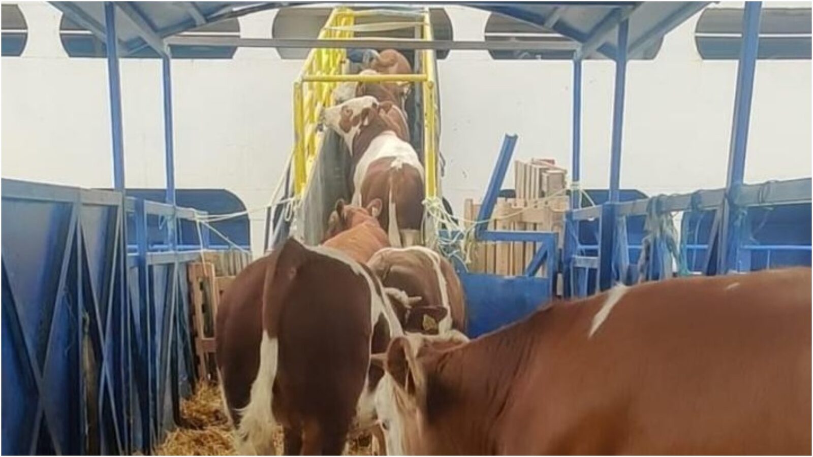 Livrările, puse pe creștere înaintea sărbătorii Kurban Bayram