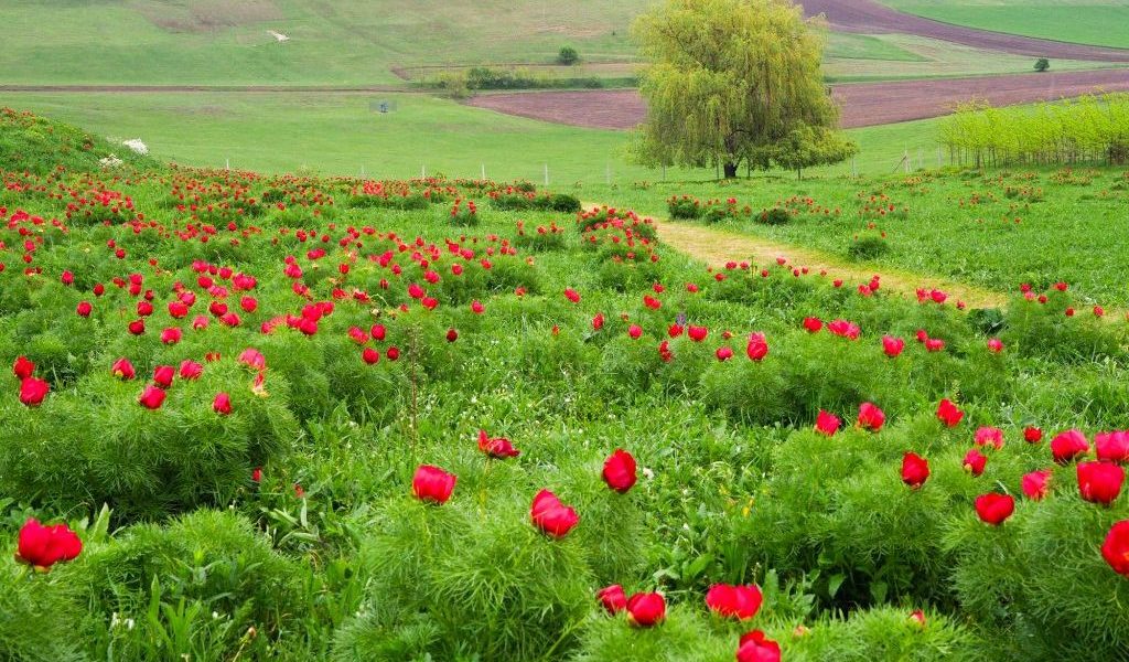 Bujori de Zau de Câmpie, spectacol floral unic în Europa: doar 7 zile!