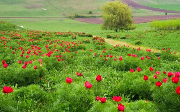 Bujori de Zau de Câmpie, spectacol floral unic în Europa: doar 7 zile!