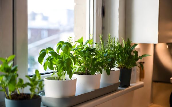 Plantele-amuletă: Cum alungă energiile negre și aduc noroc în casă, din tradiție