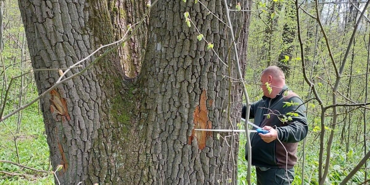 Buzoianu: Arborii seculari de lângă Iași, salvați. Vor rămâne pentru biodiversitate