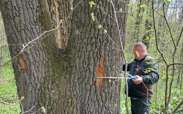 Buzoianu: Arborii seculari de lângă Iași, salvați. Vor rămâne pentru biodiversitate