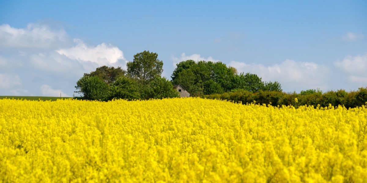 România, record istoric: Depășește Ucraina și domină piața germană de rapiță